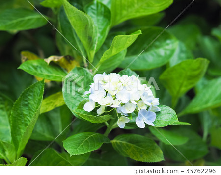 hydrangea hydrangea 35762296