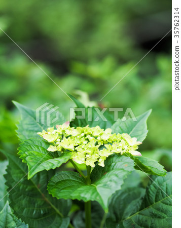 hydrangea hydrangea 35762314