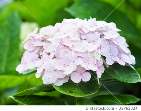 hydrangea hydrangea 35762324