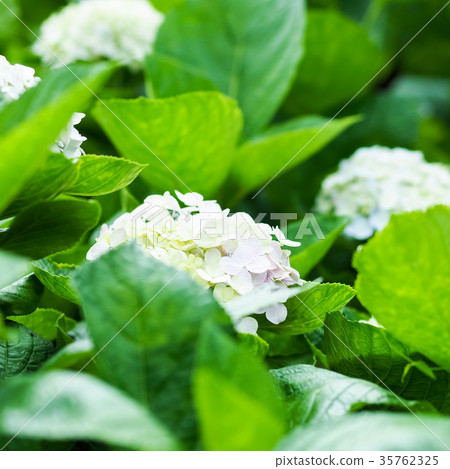 hydrangea hydrangea 35762325