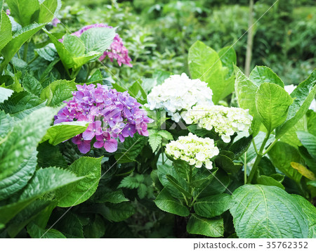 繡球 35762352