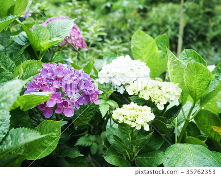 hydrangea   35762353