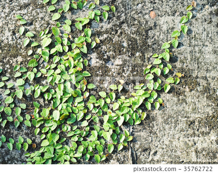 苔蘚 苔蘚 35762722