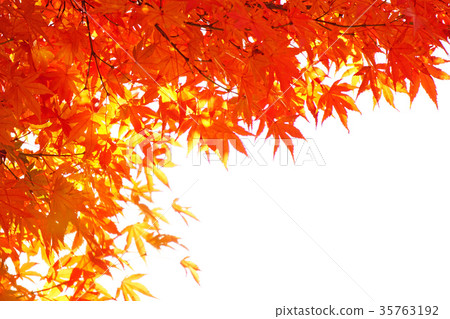 Autumn leaves and sky 24 35763192