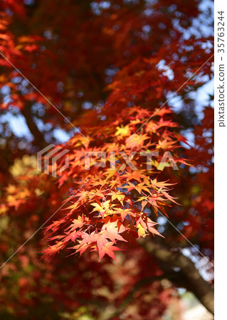 櫪木公園秋葉 35763244