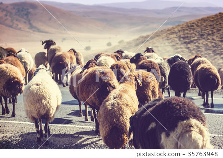 Sheep Sheep 35763948