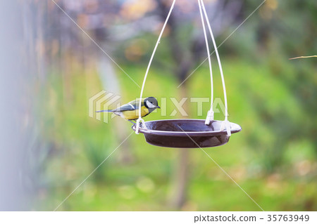 Titmouse 35763949