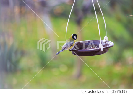 Titmouse Titmouse 35763951