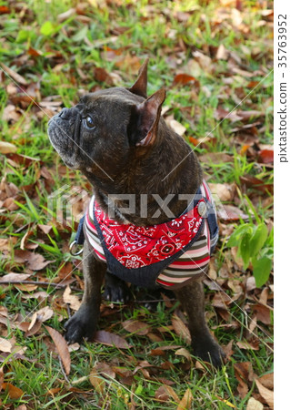 French bulldog French bulldog 35763952