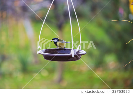 Titmouse Titmouse 35763953