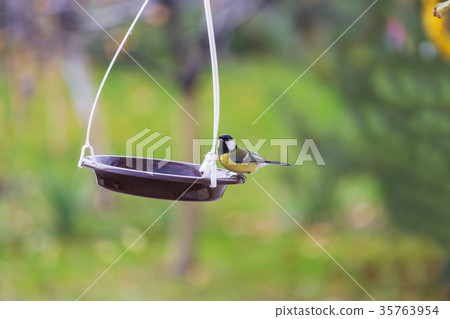 Titmouse 35763954