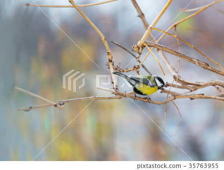 Titmouse Titmouse 35763955