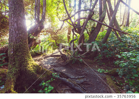 Vancouver forest 35763956