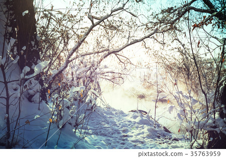 Winter forest Winter forest 35763959
