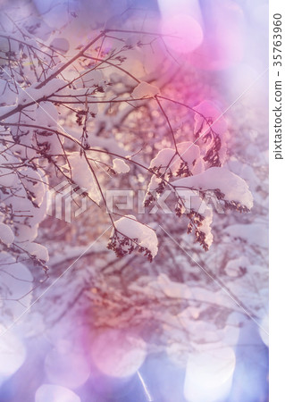 Winter forest 35763960