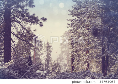 Winter forest Winter forest 35763961