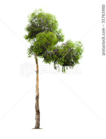 eucalyptus tree on white background 35763980