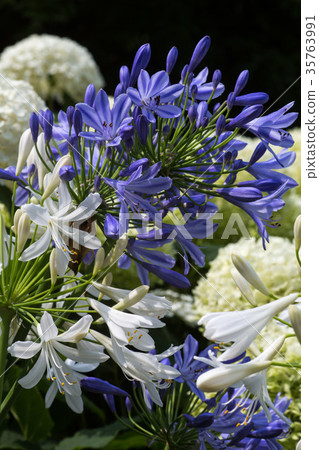 之間清湯 35763991