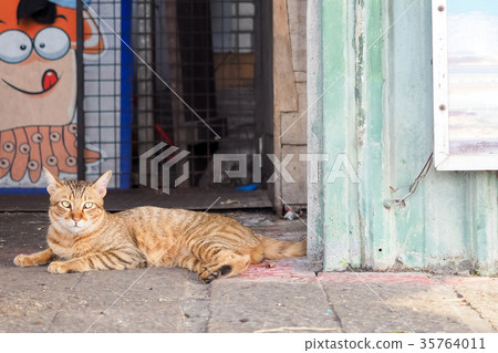 Orange tabby cat 35764011