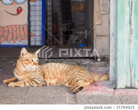 Orange tabby cat 35764025