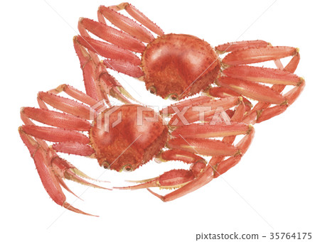 Matsuba crab Snow crab Matsuba crab Snow crab 35764175