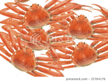 Matsuba crab Snow crab - Stock Illustration [35764176] - PIXTA