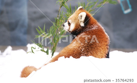 在動物園很受歡迎 35764293