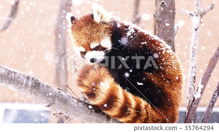 在動物園很受歡迎 35764294