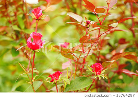 rose permanent wave 35764297