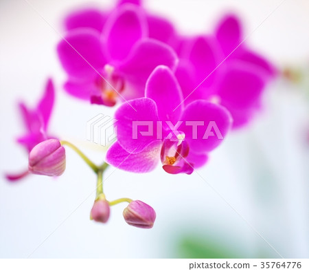 Ring of the world 35764776