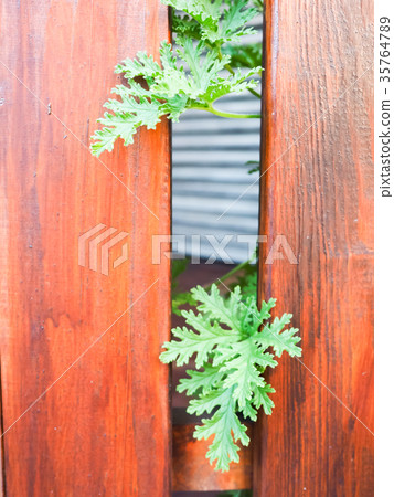 Flowers and plants on the fence Flowers and plants on the fence 35764789