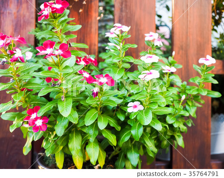 Flowers and plants on the fence Flowers and plants on the fence 35764791