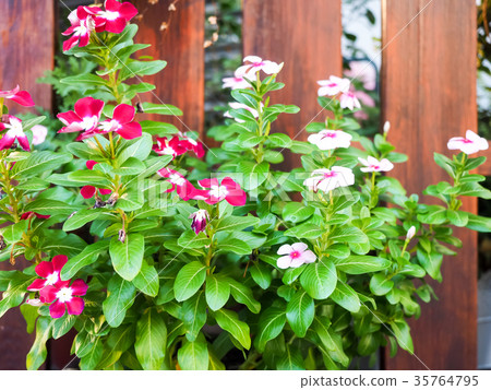 Flowers and plants on the fence Flowers and plants on the fence 35764795