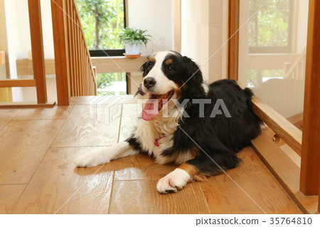 伯恩山犬 35764810