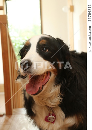 伯恩山犬 35764811