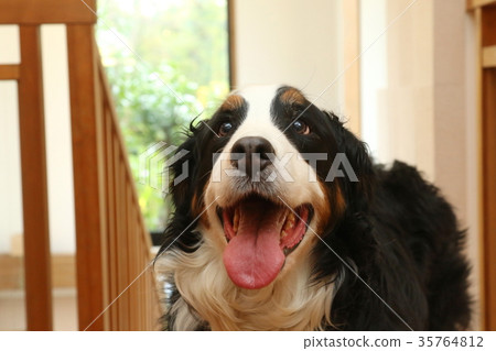 伯恩山犬 35764812