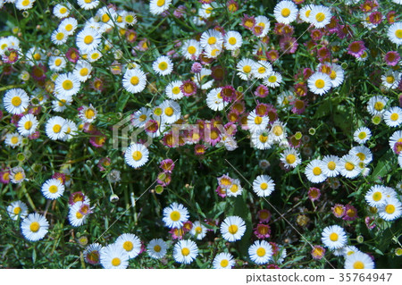 英語菊花語是“希望” 35764947