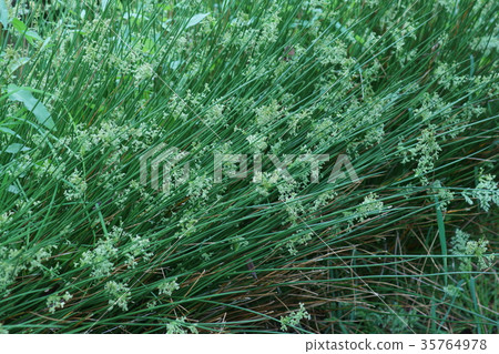 Taiko Futoya Hanawa language is "grade" 35764978