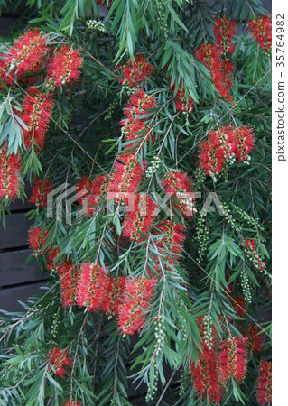 Hanagi mushroom brush tree The flower language is "Flame of love" 35764982