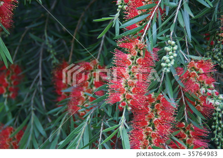 Hanagi mushroom brush tree The flower language is "Flame of love" 35764983