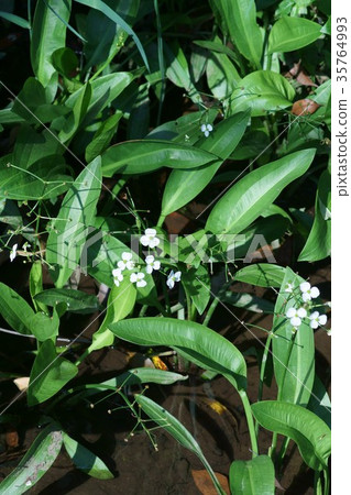 Minoh高Hela Omodaka花語言是“一個有趣和溫柔的個性” 35764993