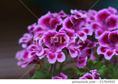 Summer Saki Tenjiku Aoi flower language is "Happy with happiness" 35764995