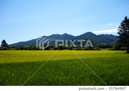 Green rice ear that has begun to color 35764997