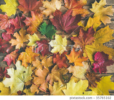 Flat-lay of colorful yellow and red fallen maple Flat-lay of colorful yellow and red fallen maple 35765102