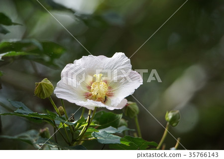 Mountain hibiscus Mountain hibiscus 35766143
