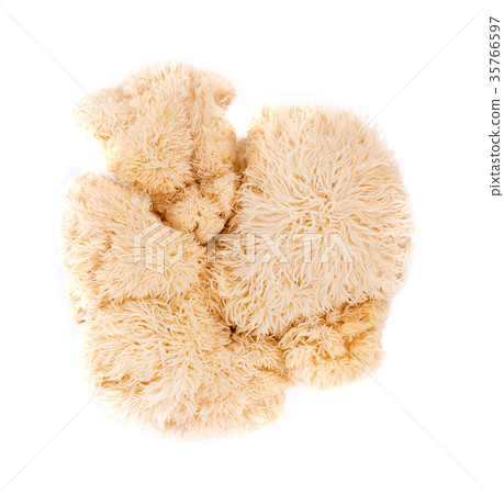 lion mane mushroom isolated on white background lion mane mushroom isolated on white background 35766597