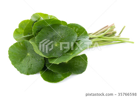 Closeup leaf of Gotu kola, Asiatic pennywort 35766598