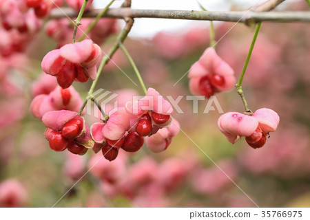 Mayumi fruit seeds 35766975