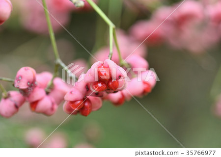 Mayumi果實種子 35766977