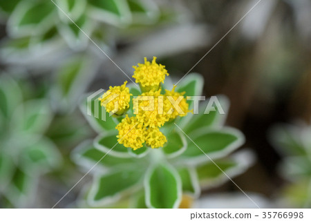 Wild chrysanthemum Wild chrysanthemum 35766998